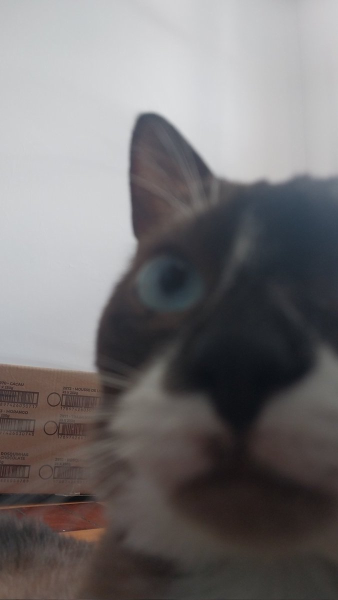 Minha galeria sendo atualmente só coisas de casa e o Milo em fase de adaptação