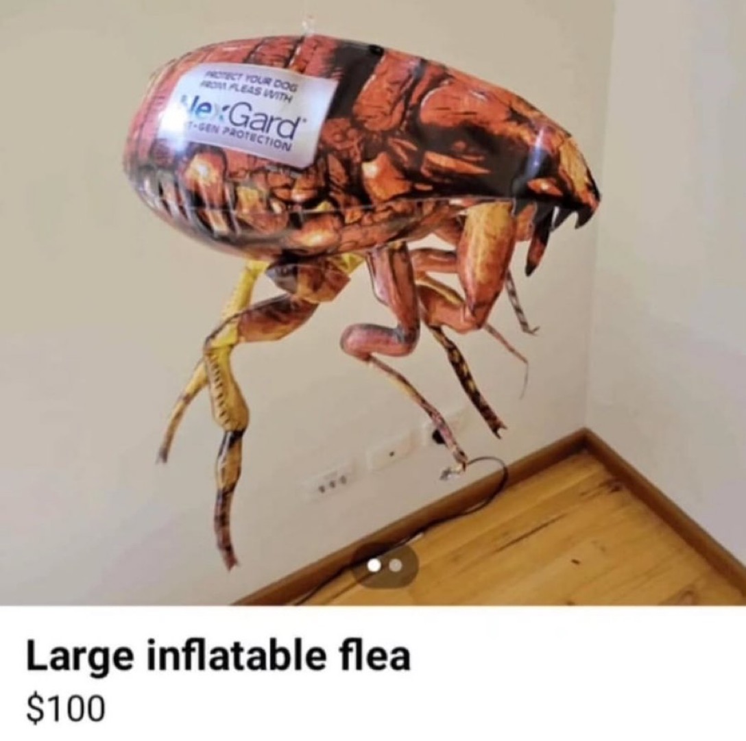 The Greatest Burger King Facts 🍉🐷👑 (@greatestbkfacts) on Twitter photo 