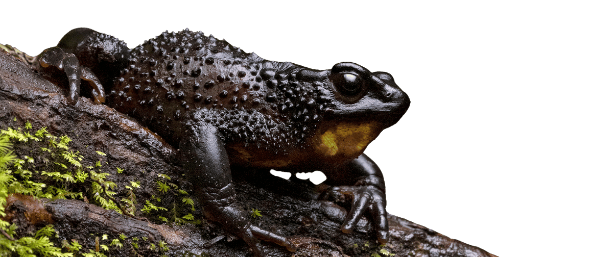 RescateAnimalEC's tweet photo. Demostremos que somos dignos de la resilencia del jambato negro. No es justo que haya “vuelto de la extinción”, para que nosotros acabemos con su hábitat. 🐸🌿
#SalvemosAlJambato #CarreteraResponsable #DesarrolloSinExtincion @CorteChimborazo @EcuadorMAE @lourdestiban1 https://t.co/R3Pfh8EItA