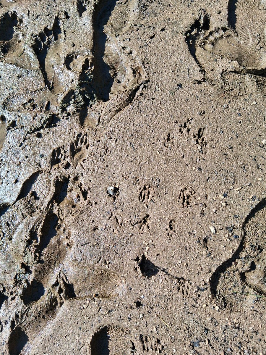 jscolopy's tweet photo. How many kinds of animal tracks do you spot? https://t.co/JqjQOEJPRp