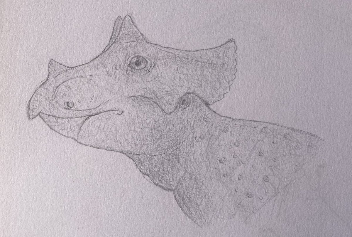 quackingbeast33's tweet photo. A sketch of a baby triceratops, as requested by @Camigui2V .
 #art #dinosaur #dinosaurs #triceratops #sciart #sketch https://t.co/xSavAXMMqg