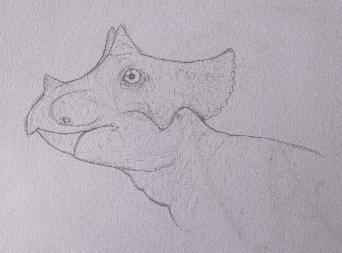 quackingbeast33's tweet photo. A sketch of a baby triceratops, as requested by @Camigui2V .
 #art #dinosaur #dinosaurs #triceratops #sciart #sketch https://t.co/xSavAXMMqg