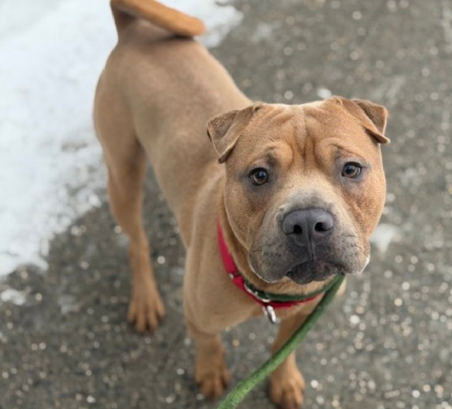 MyBoxerLuvMac1's tweet photo. 💔Nuevo💔
#NYCACC #244513 2y
▪️KILL COMMAND ❗️ 
#AdoptMe 

Precious sweetie's💔, arrived stray.
Initially fearful, has warmed 2 handlers + gd on leash.
Not doing well in care, barking, panting.
Who knows all endured!
Needs loving, all adult, N.East #Foster/#Adopter, 4 security, 2 decompress & blossom into yr 4ever BFF.

DM @CathyPolicky
Pls #Pledge4Rescue
💞N
https://t.co/YvvhmjYmMi