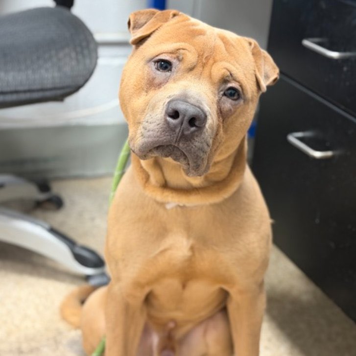 MyBoxerLuvMac1's tweet photo. 💔Nuevo💔
#NYCACC #244513 2y
▪️KILL COMMAND ❗️ 
#AdoptMe 

Precious sweetie's💔, arrived stray.
Initially fearful, has warmed 2 handlers + gd on leash.
Not doing well in care, barking, panting.
Who knows all endured!
Needs loving, all adult, N.East #Foster/#Adopter, 4 security, 2 decompress & blossom into yr 4ever BFF.

DM @CathyPolicky
Pls #Pledge4Rescue
💞N
https://t.co/YvvhmjYmMi