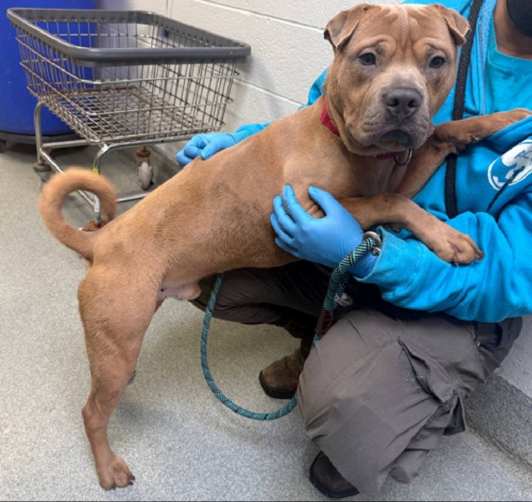MyBoxerLuvMac1's tweet photo. 💔Nuevo💔
#NYCACC #244513 2y
▪️KILL COMMAND ❗️ 
#AdoptMe 

Precious sweetie's💔, arrived stray.
Initially fearful, has warmed 2 handlers + gd on leash.
Not doing well in care, barking, panting.
Who knows all endured!
Needs loving, all adult, N.East #Foster/#Adopter, 4 security, 2 decompress & blossom into yr 4ever BFF.

DM @CathyPolicky
Pls #Pledge4Rescue
💞N
https://t.co/YvvhmjYmMi