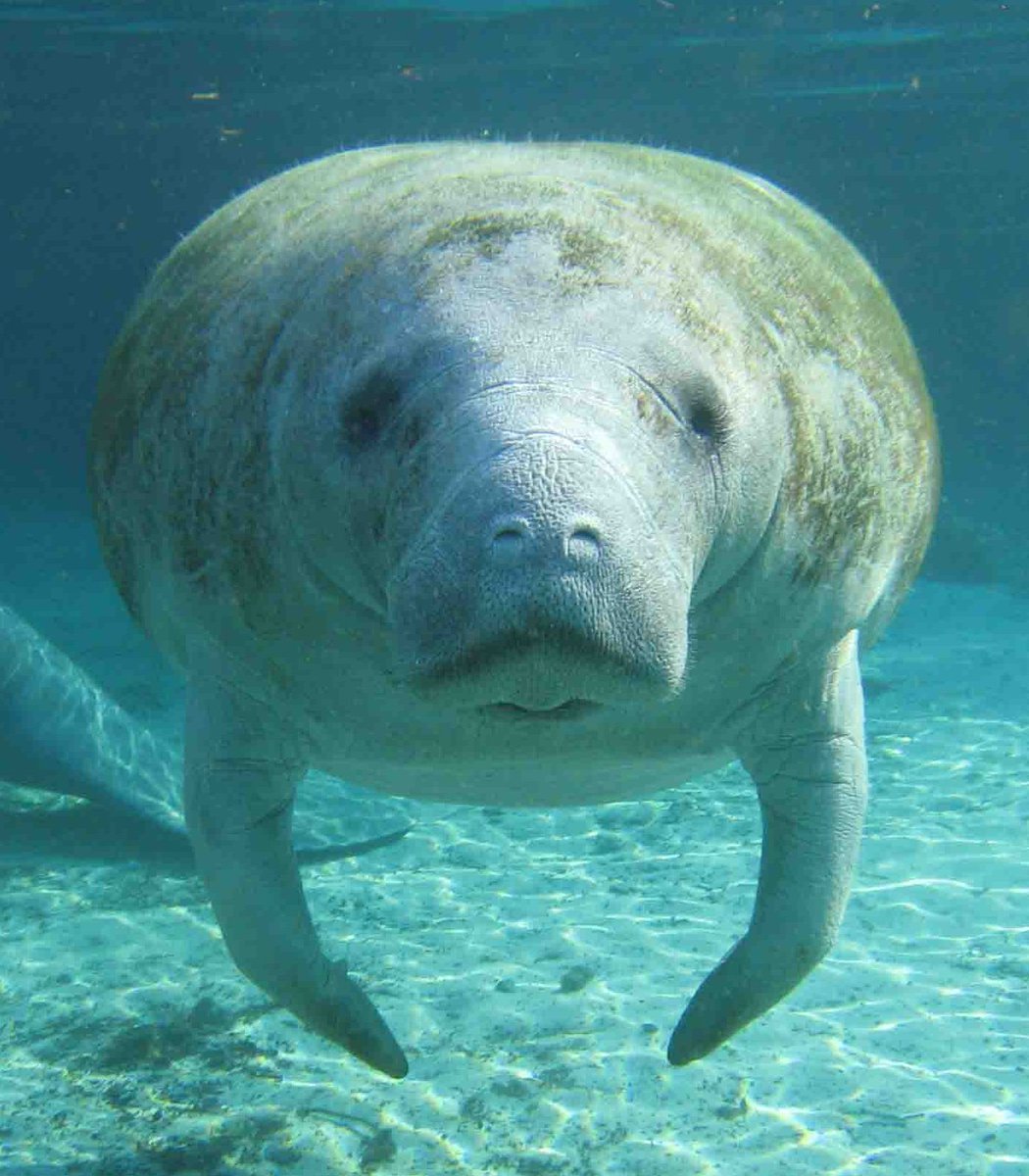 Dexerto's tweet image. A 410-pound manatee trapped in a Florida storm drain has been rescued

He has been transported to SeaWorld for rehabilitation