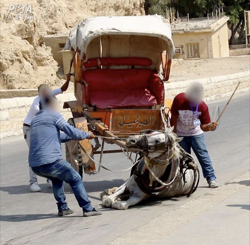 Protect_Wldlife's tweet image. At Egypt’s top tourist sites, Horses with open wounds are forced to haul tourists in blistering heat - even with broken legs. Camels are whipped bloody and dragged through the streets.

This cruelty must end!

🎟️ #DontBuyATicket 🚫.

✍️ Take action now! Urge travel companies to…