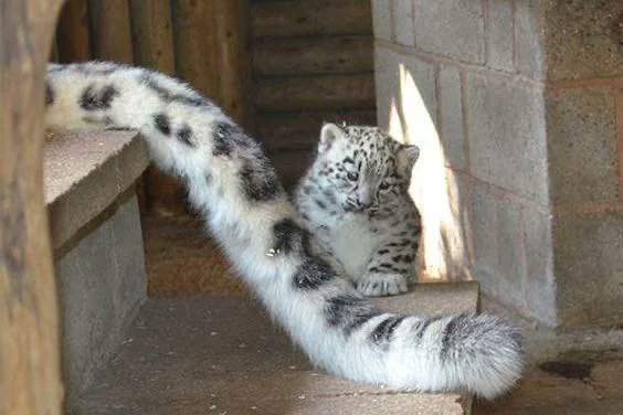 (pee pee pingling)² tweet media