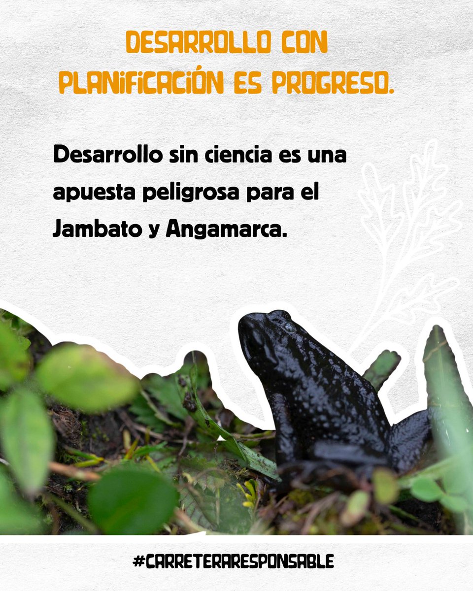 Construir sin estudios es como operar sin anestesia: el daño será irreversible para Angamarca. 🏥⚠️ <a href="/lourdestiban1/">Lulu Tiban</a> <a href="/Expresoec/">Diario Expreso</a> #SalvemosAlJambato #CarreteraResponsable #DesarrolloSinExtincion