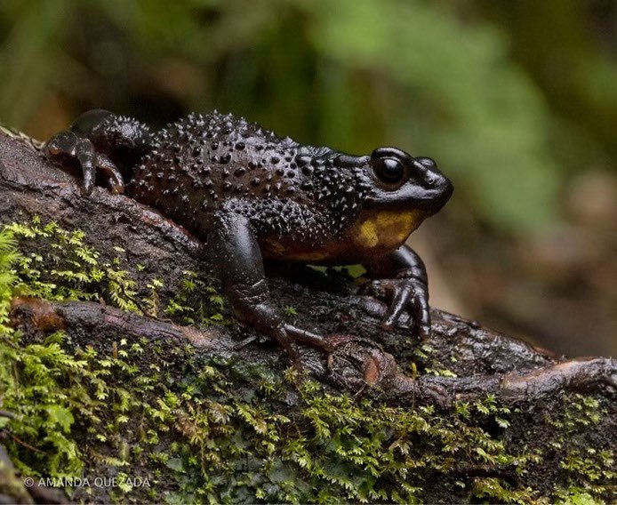ALA ECUADOR tweet media
