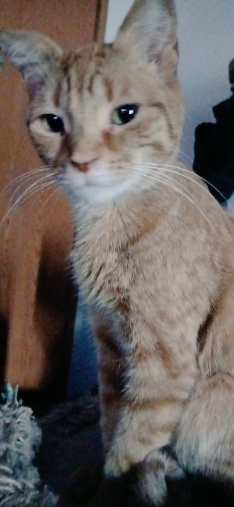 UniTheFox1's tweet photo. @F1NN5TER This is meatball :3 https://t.co/qyhvsGvlWi