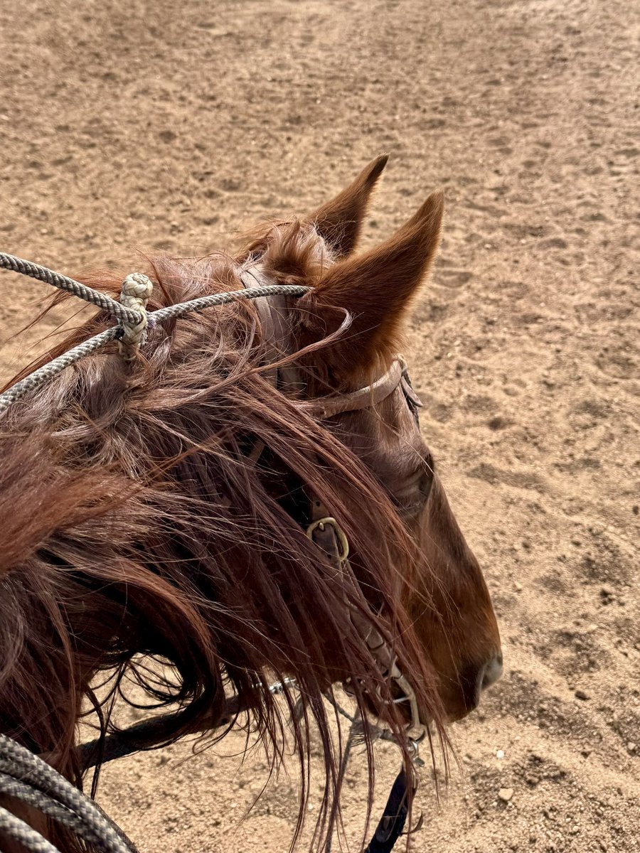 JLazySAngus's tweet image. Sometimes the best thing we can do is sit quietly and work through whatever it is, not restrict our natural response but also not allowing it to dominate us.
 In this case Seco is working through the rope being in weird places: stuck on his ear, his nose, his butt…

#ranchlife