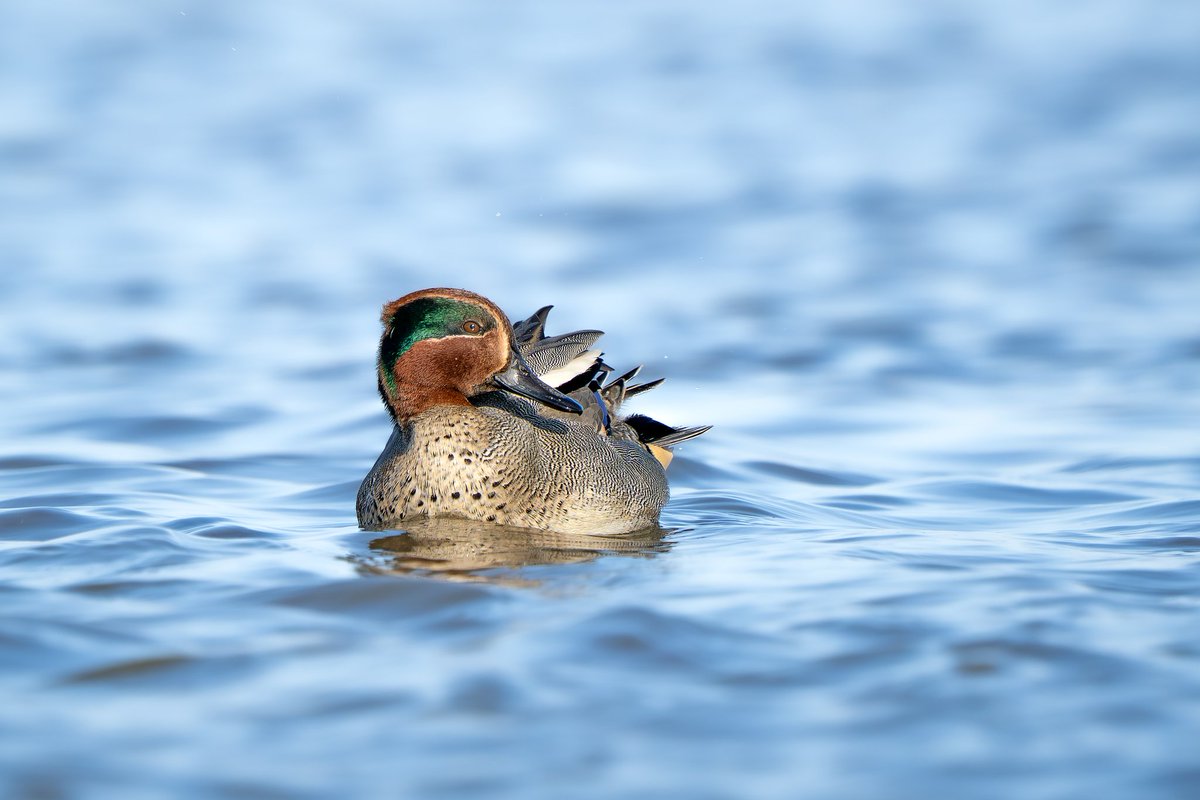 Çamurcun / Eurasian Teal
Kızılırmak Deltası/Samsun 

@çamurcun @eurasianteal @kızılırmakdeltası @samsun <a href="/sonya7iv/">a7iv</a> @sony200600 @sulakalanlarıkoruyaşat