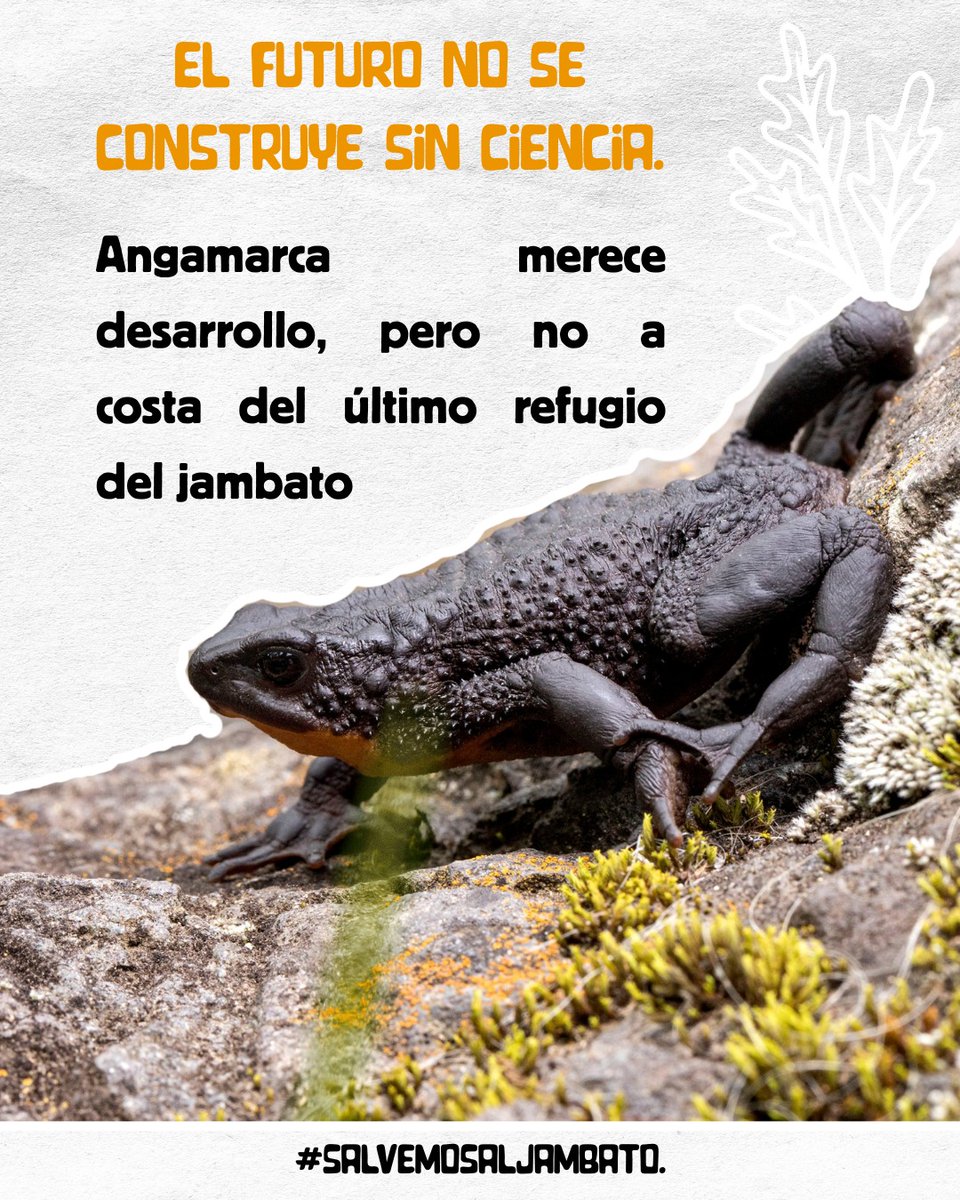 No estamos en contra del progreso 🌎💚
Estamos a favor de obras bien planificadas que cuiden la vida y al jambato 🐸🛡️
<a href="/GADPCotopaxi/">Prefectura Cotopaxi</a> <a href="/MuniRiobamba/">Municipio Riobamba</a>
<a href="/lourdestiban1/">Lulu Tiban</a>
#DesarrolloSinExtinción #SalvemosAlJambato #CarreteraResponsable