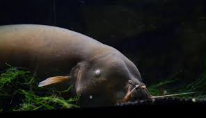 bigfisharchive's tweet photo. greetings @DanteKeepItReal 

BIG FISH ARCHIVE https://t.co/sIQiaLwrPk