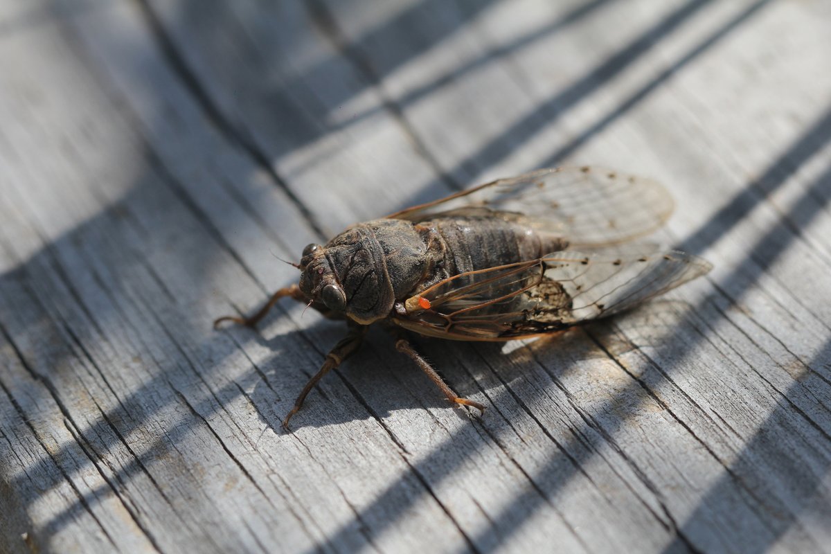Vuelvo a este antro sólo por que es #TaxoJueves de #Cicadidae y lo preside <a href="/coniwitschi/">Coniwi</a> 💚

Acá una ejemplar de Proarna insignis que vimos juntas en RECS 

argentinat.org/observations/3…