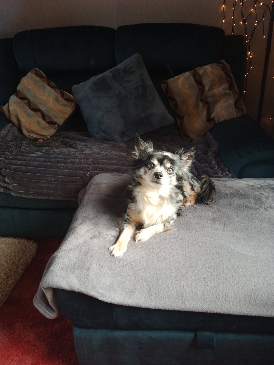 Cara & Nacho Chihuahua Reid♥️( #TeamNacho🐾❤️🐾)💗 tweet media