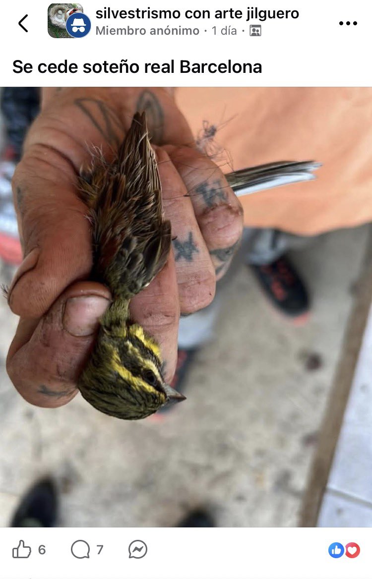 SOS Vencejos tweet media