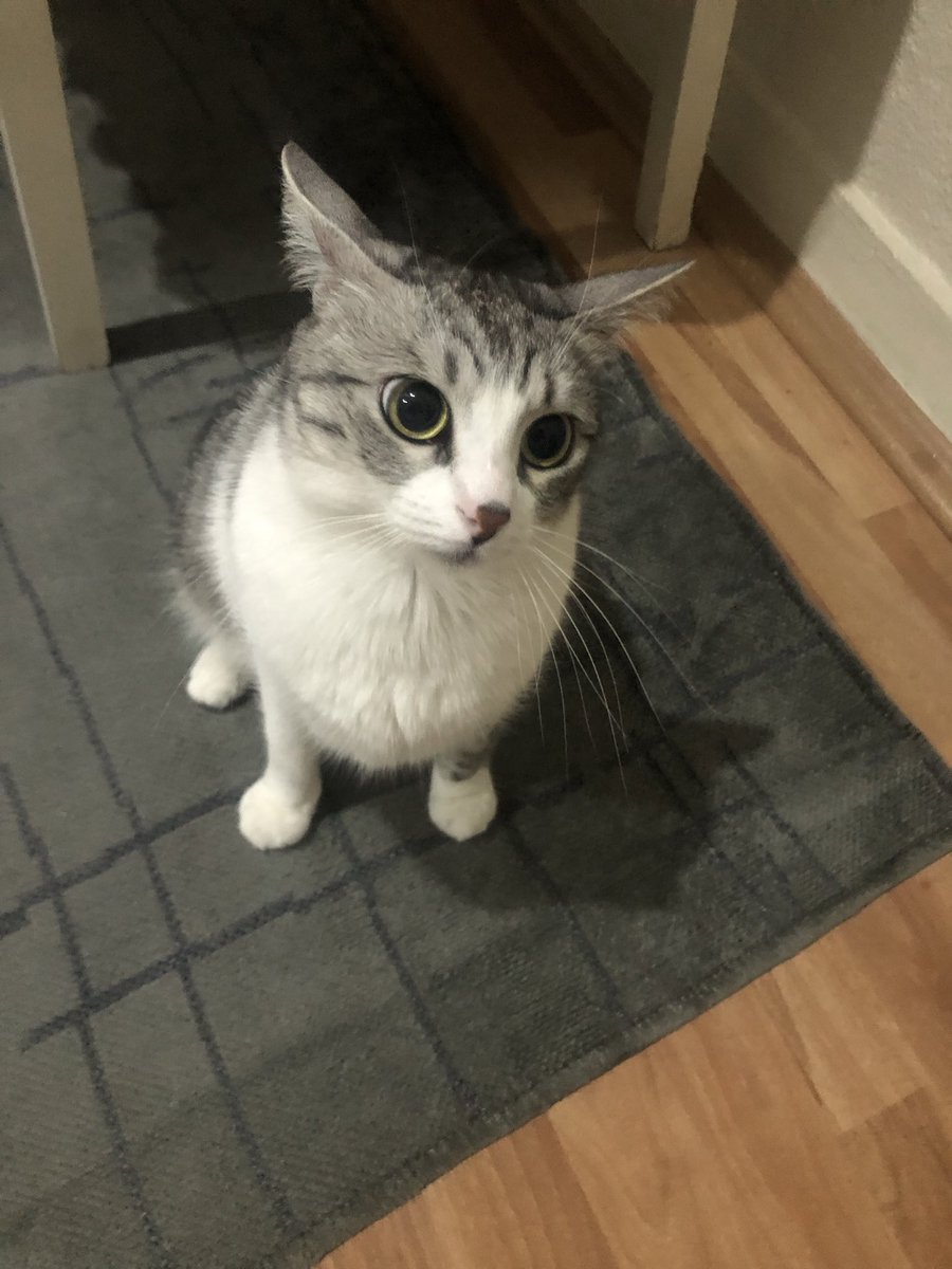 apocalypsecatt's tweet image. o kadar slk ki beni kovalayip kolumu ısırıyo sonra kuyrugunu kabartip kaciyo yakaladigimda da bagiriyo tam bir kücük simarik kardes gibi