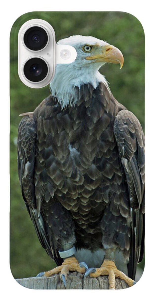 shonna99784's tweet image. Regal Bald Eagle Perched - iPhone Case Cover shonna-hawkins.pixels.com/featured/regal…

Find your iPhone case cover within!

#Regal #BaldEagle #Perched #Patriotic #Freedom #BirdOfPrey #iPhoneCaseCover #iPhone #GiftIdeas #Gifts #ShonnaHawkinsPhotography #BuyIntoArt
