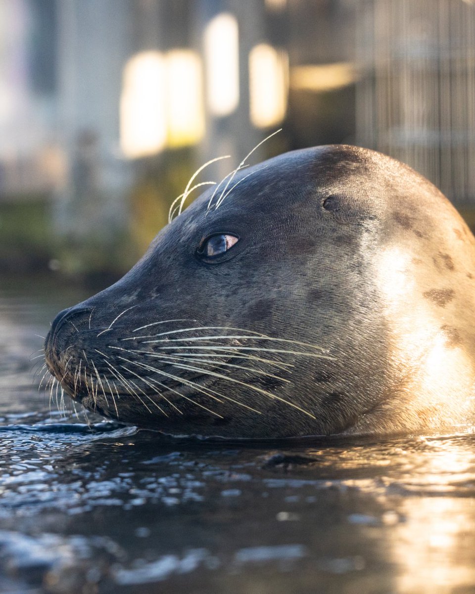 We are delighted to welcome Flounder to his new home in the Pacific Northwest! 💙🦭

Flounder is a harbor seal who was born at the Miami Seaquarium. Following their closure in October 2025, there was an effort to find homes for the animals that had been living there. +