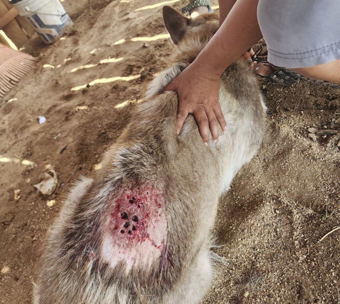 ✓DETECTAN CASOS DE GUSANO BARRENADOR EN PERROS DE ACAPULCO✓ Se confirmaron  los dos primeros casos de esta plaga en caninos dentro del puerto, lo que  obliga a los dueños de mascotas a