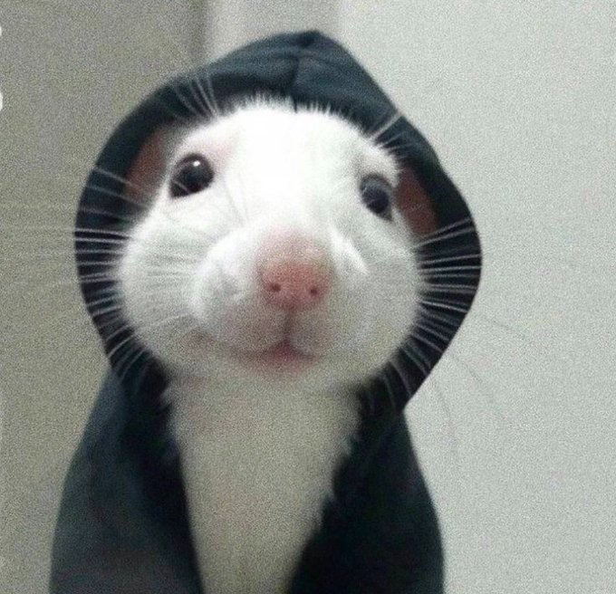 The hood stays on 

$hoodrat