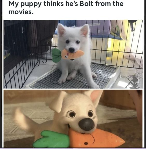 WholesomeMemes (@wholesomememe) on Twitter photo 