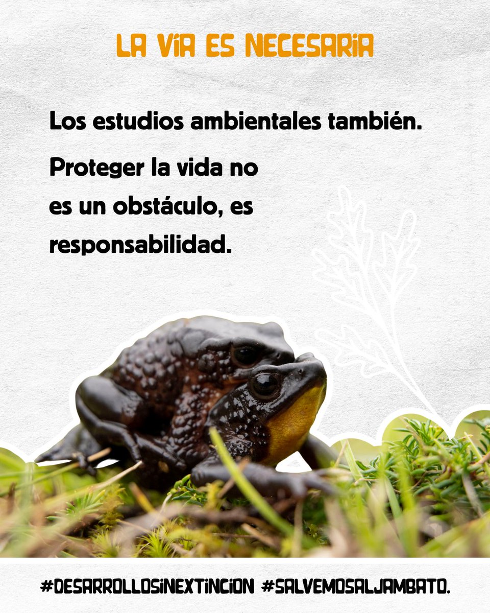 Sin línea base ecológica, no hay decisión informada 📊🐸. <a href="/INABIO_ec/">INABIO.EC</a> <a href="/IPBES/">ipbes</a> #SalvemosAlJambato #CarreteraResponsable #DesarrolloSinExtincion