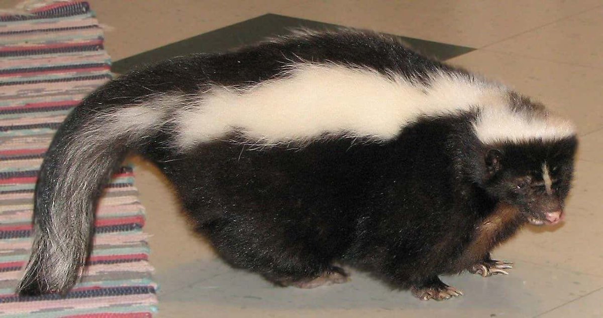 I know few of you follow Beach Ball <a href="/HWBeachBall/">Beach Ball</a> and most who don’t.
But he’s just a skunk who lives under a rotted log or something in New England. He forages on dead bees, eats garbage out of a compost pile, and makes out with lady skunks on Old Hollow Tree’s front porch in a