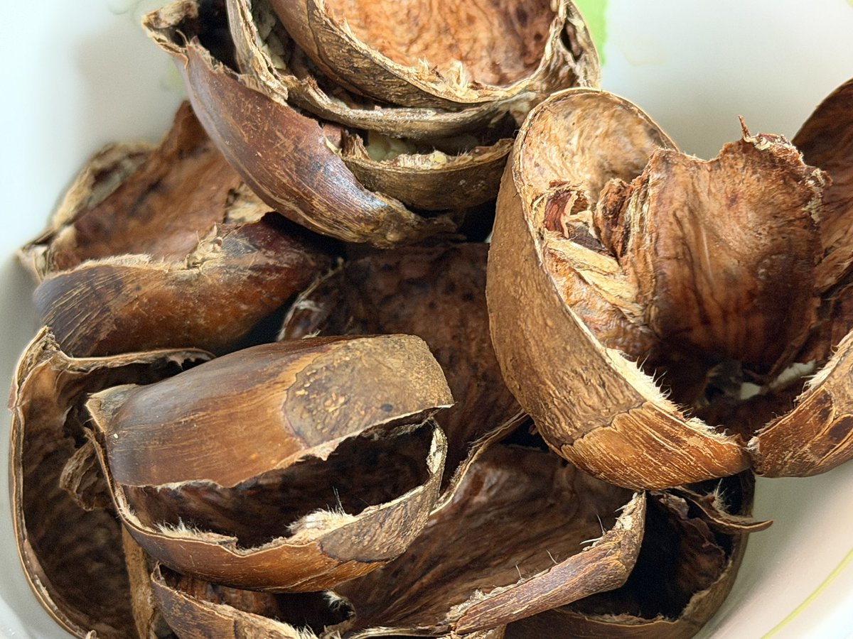 나는 밤처돌이
생밤부터 찐밤 군밤 무슨 밤이든 밤이면 다 좋음

요즘 매일 밤에
밤 먹는 낙으로 사는 중