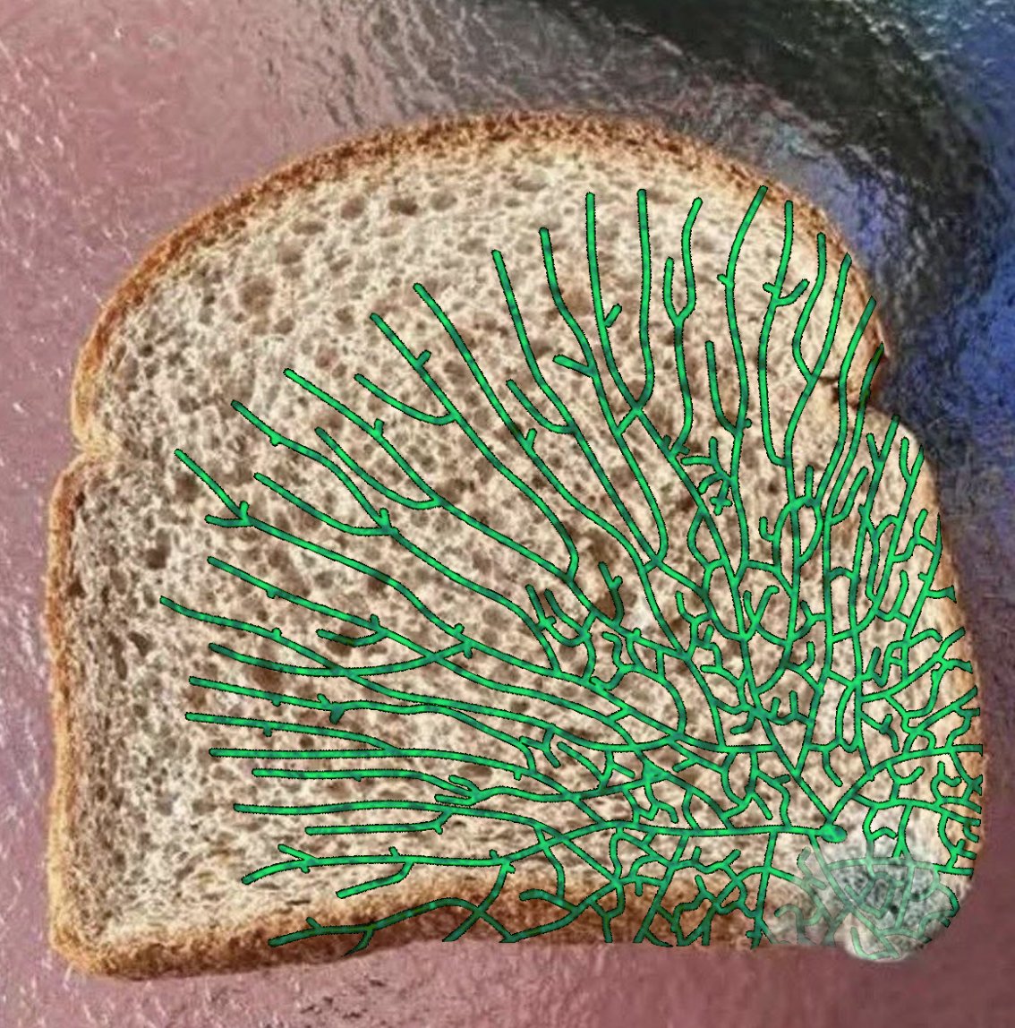 🏴‍☠️Nasdorachi🏴‍☠️ tweet media