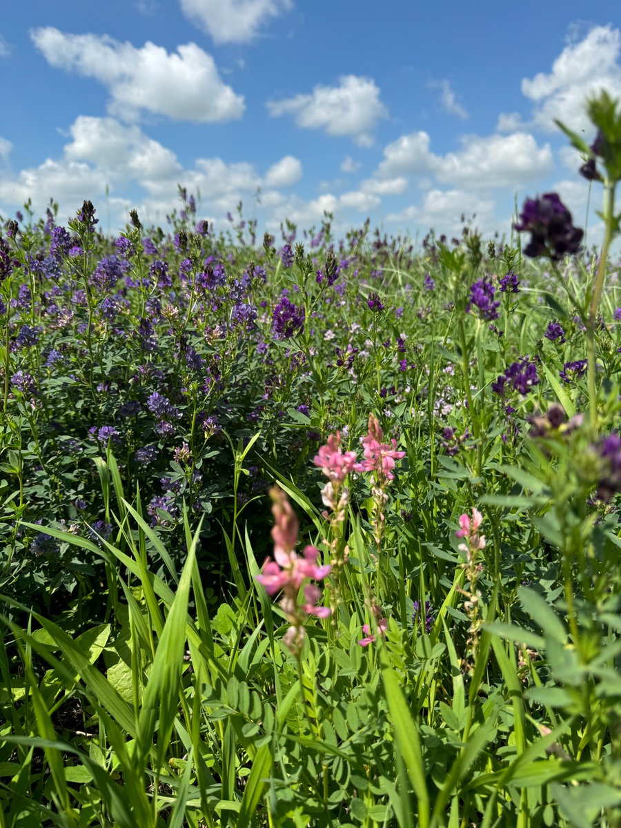 Foothills Forage & Grazing Association tweet media