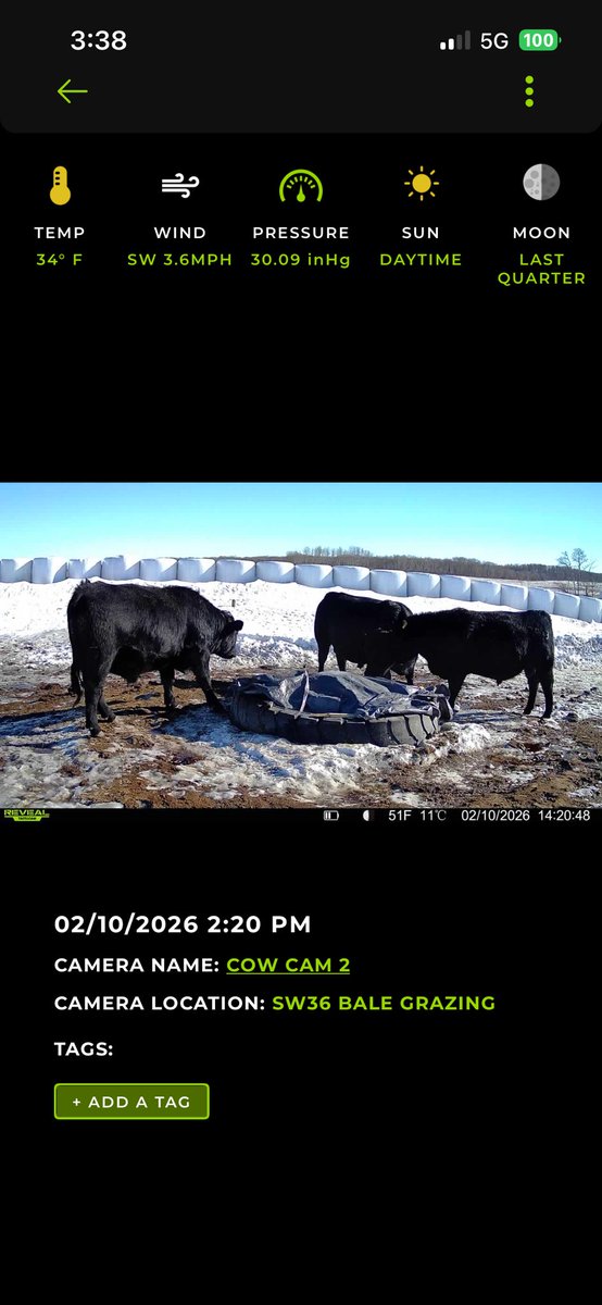 gbtangus's tweet image. I wonder what the water cooler talk is, in the bull sale paddock, on this gloriously beautiful day? 🌞 
#bullpen 
#watercoolertalk 
#thisiseasy