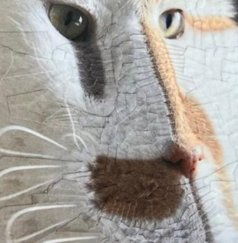 machine7120's tweet image. おやつは11時 🐨