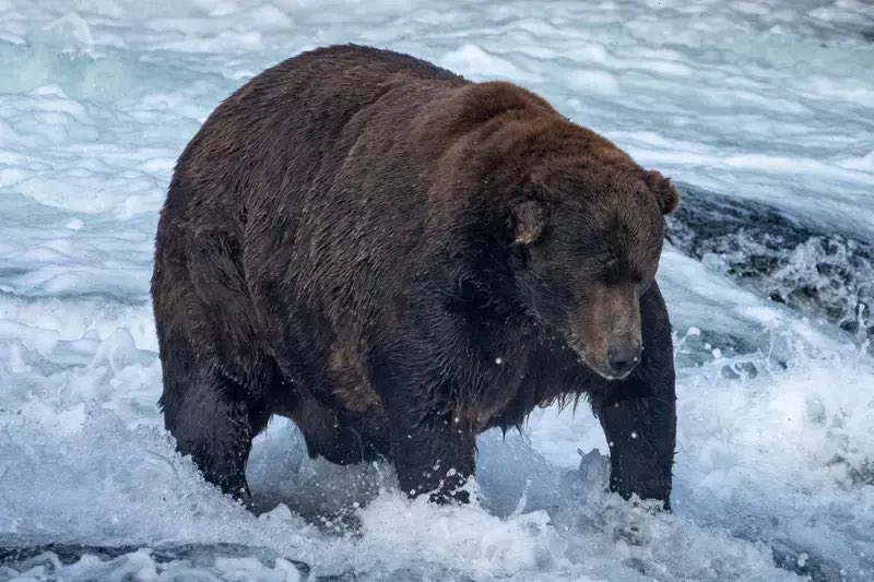 BearOTD_'s tweet image. Today’s Bear of the Day is Bear 747 from Katmai National Park!

747 is one of the largest and most dominant bears found near Brooks Falls, estimated to weigh over 1400 pounds! Due to his size and ID number, he is often known as Bear Force One! #beartwt #katmai