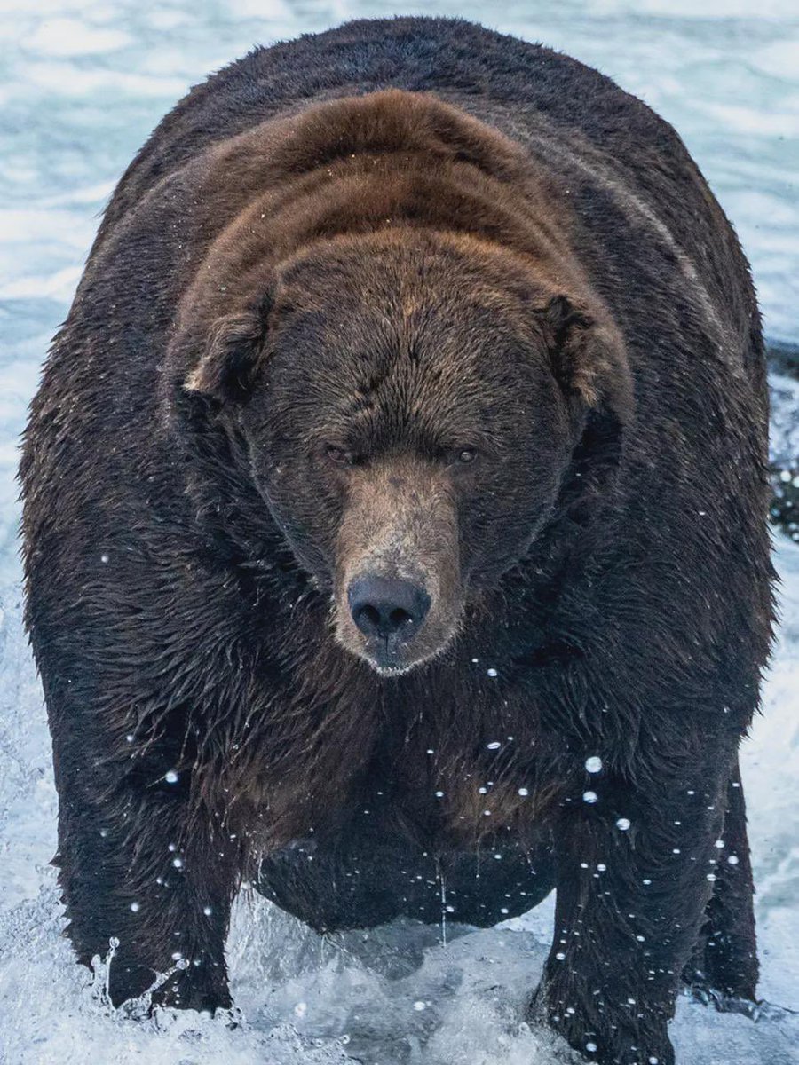 BearOTD_'s tweet image. Today’s Bear of the Day is Bear 747 from Katmai National Park!

747 is one of the largest and most dominant bears found near Brooks Falls, estimated to weigh over 1400 pounds! Due to his size and ID number, he is often known as Bear Force One! #beartwt #katmai