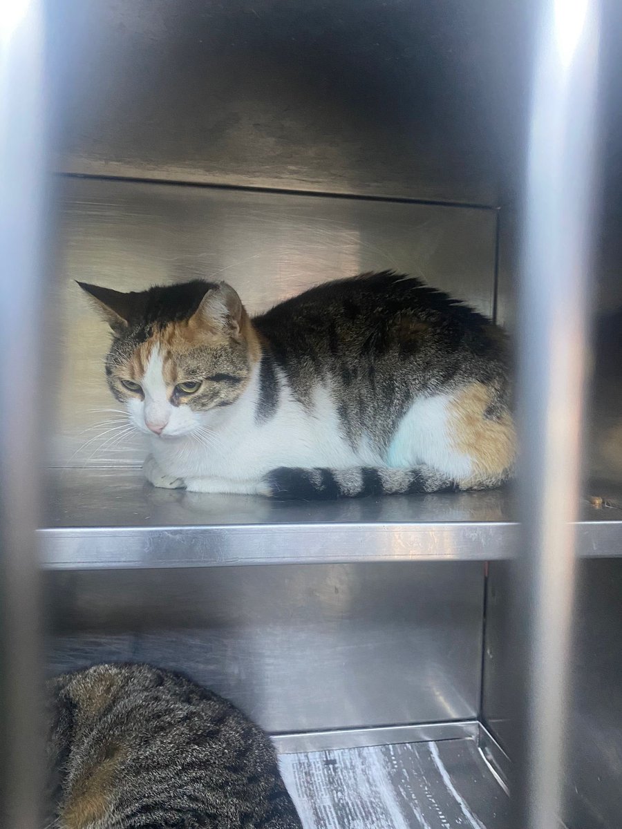 Allah kimseyi kimseye muhtaç etmesin 
hayatta olduğu farklı adrese salındığı söylenildi
o adreslere gitmeme rağmen ilanlar asmama rağmen hiç bir bulgu görmedim 
belediyenin kediyi yok ettigini dusunuyorum 
 lütfen yardım edin ölduyse bile görmeme izin versinler çok acı çekiyorum