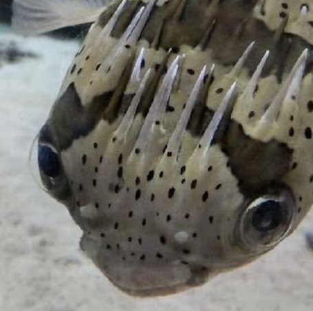 SLapeko's tweet image. 博物館に到着 👨‍👩‍👧‍👦