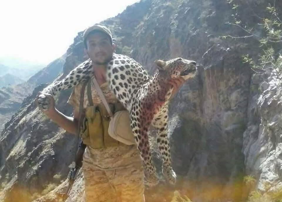 بينما خصص اليوم العالمي للنمر العربي في اليمن يتعرض هذا النوع النادر من النمور للقتل في المناطق التي يتواجد فيها.
نناشد الجهات المختصة والمعنية بحماية البيئة والحياة البرية في اليمن القيام بدورها في هذا المجال .