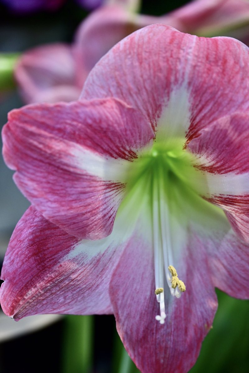 Flower Photo Club Community on X - 4.6K Members