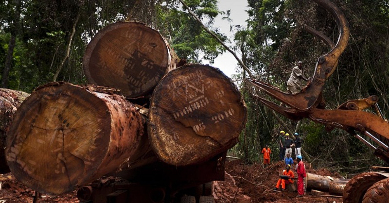 ADFmagazine's tweet photo. Illicit timber trafficking networks seen fueling deforestation in the Congo Basin.