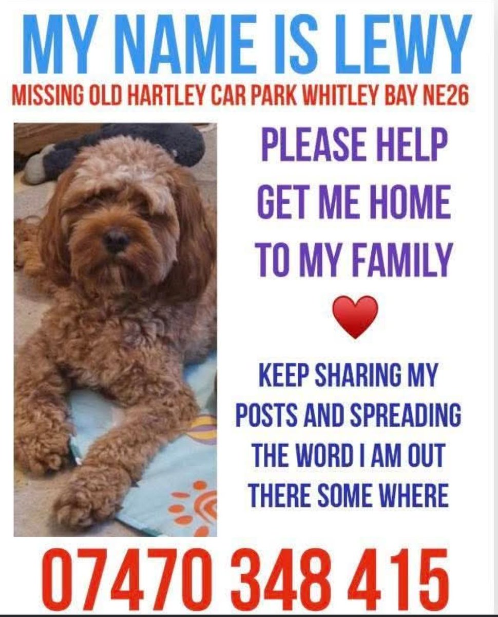 💥 STILL MISSING 💥 LEWY #missing Old Hartley Car Park, #WhitleyBay #NE26. Lewy's FB Group: facebook.com/groups/8709436… Male #Cockapoo missing since 30/1/26. Any sightings on number below please. ⬇️ #MissingDog #Dogs #DogsOfTwitter
