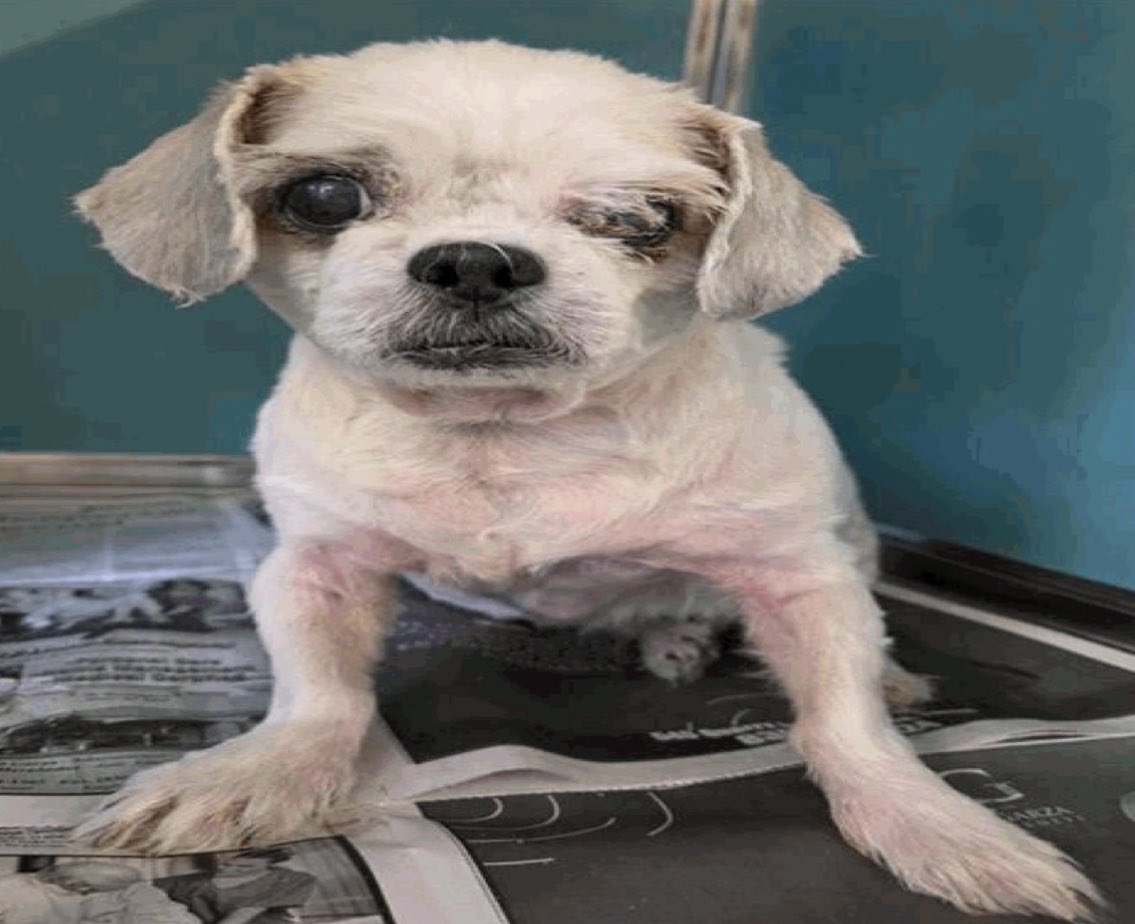 _taysmyoxygen1d's tweet image. 🆘 15 YRS OLD #MALTESE DOG IS BEING KILLED ANYTIME BY #SANANTONIO ACS #TEXAS‼️

❤️ HUBBA ❤️#A690807
Male, 21 lbs

🚨ear infection, diminshed vision in both eyes (susp corneal ulcer herniation), ocular crust OU, OS&amp;gt;OD, AS yellow discharge w a foul odor (KCS)
#AdoptDontShop #Foster
