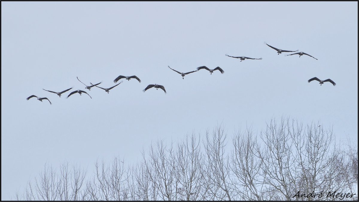 AtthisAtthis's tweet photo. Migration de 13 Grues cendrées dans le ciel du Centr'Alsace à 10h45 ( Vol Sud-->Nord ) #Gruescendrées / #CommonCranes / #Kraniche / #Grusgrus / #Alsace / #Witternheim / #BasRhin
Le 10 Février 2026 https://t.co/wlEB2LlDXY