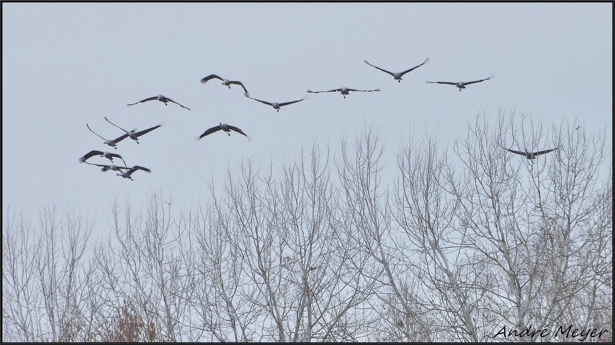AtthisAtthis's tweet photo. Migration de 13 Grues cendrées dans le ciel du Centr'Alsace à 10h45 ( Vol Sud-->Nord ) #Gruescendrées / #CommonCranes / #Kraniche / #Grusgrus / #Alsace / #Witternheim / #BasRhin
Le 10 Février 2026 https://t.co/wlEB2LlDXY