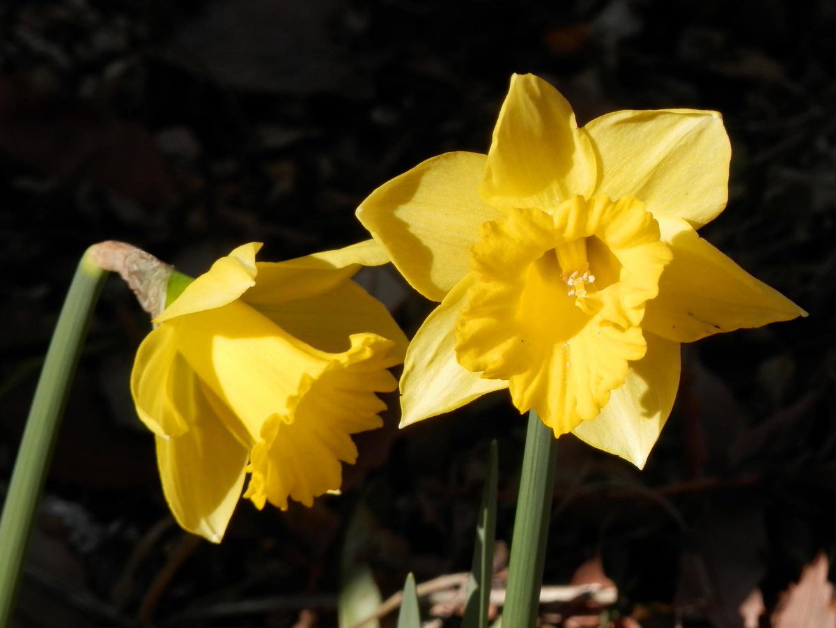 ラッパスイセン - Wikipedia 希少 アンジェリーナ ラヴェルニア 黄色の