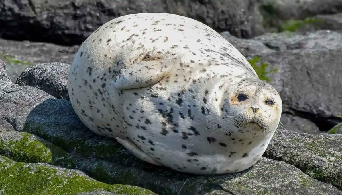 Peacecomber's tweet image. Todays animal is requested by @IaconJewel ! She wanted seals, man! Chill guys for the chill weather, haha. 🌨🌨. There is several types of seals all around the world! Most common bein' harbour seals! I know a big sealy mech @sleet_s42 !