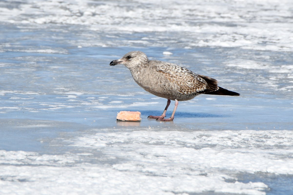 Wildlife of the Day tweet media