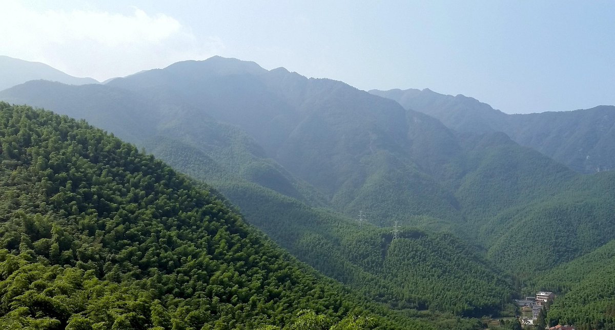 Bamboo is a natural air-cleaning powerhouse—growing rapidly while producing up to 35% more oxygen and absorbing more CO₂ than trees. Bamboo groves filter airborne pollutants like particulates and VOCs, helping purify the air naturally.

#livegreenington #sustainability #bamboo